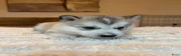 Utonagan dogs for sale: Malamute/Siberian Husky puppies in Swindon - Advert 34