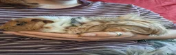 Guinea Pig rodents for sale: 2 stunning brother guinea pigs - Advert 2