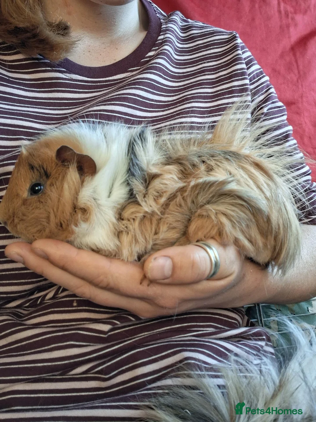 Guinea Pig rodents for sale: 2 stunning brother guinea pigs - Advert 2