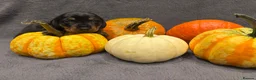 Dachshund dogs for sale: Gorgeous dacshund puppies for sale  - Advert 7