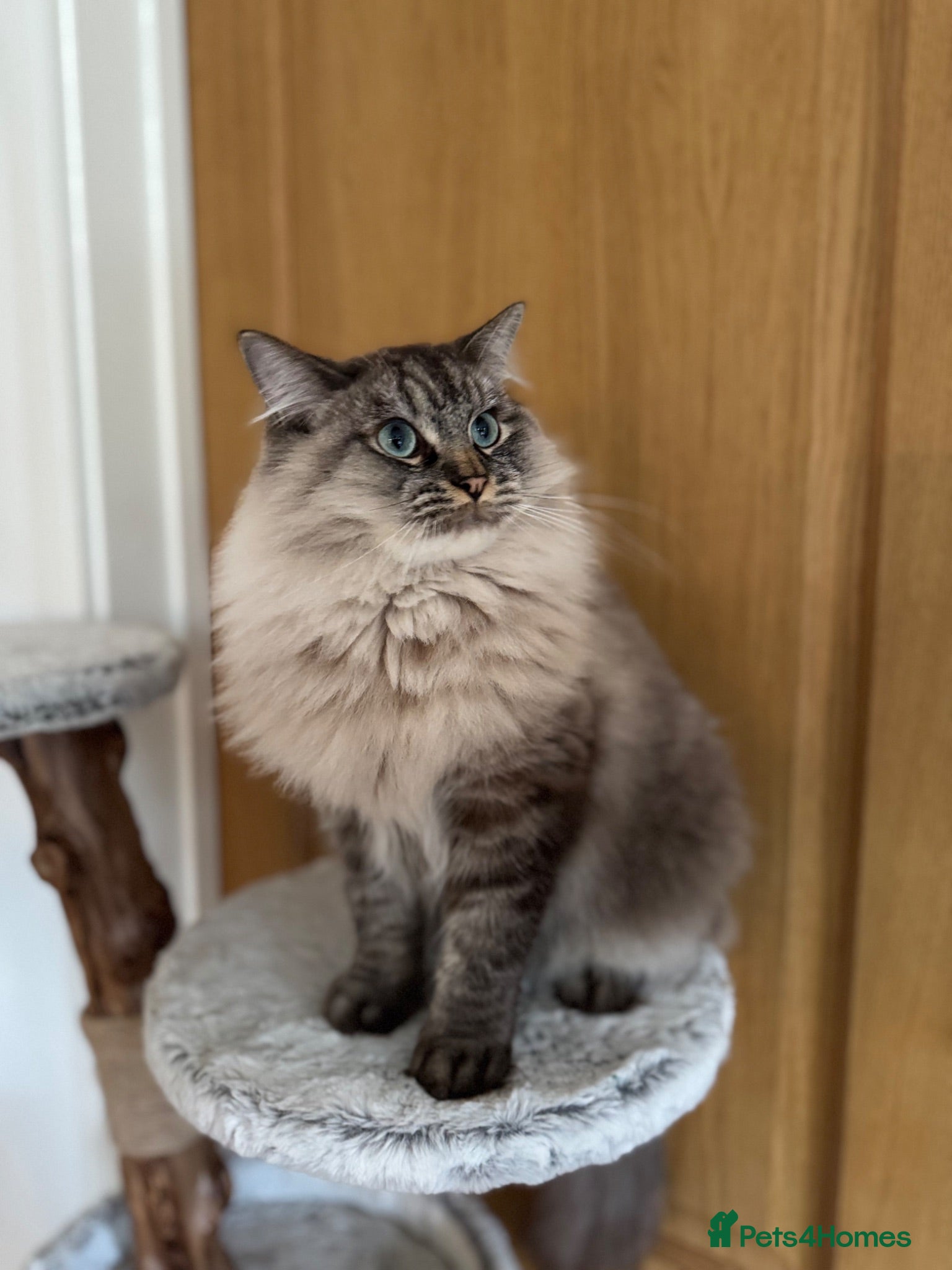 Ragdoll cats Lynx Tabby very large boy - Advert 1