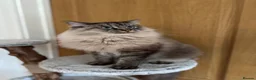 Ragdoll cats for sale: Lynx Tabby very large boy - Advert 1