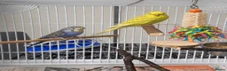 Budgerigars birds for sale: 2 beautiful budgies in Oldbury - Advert 2