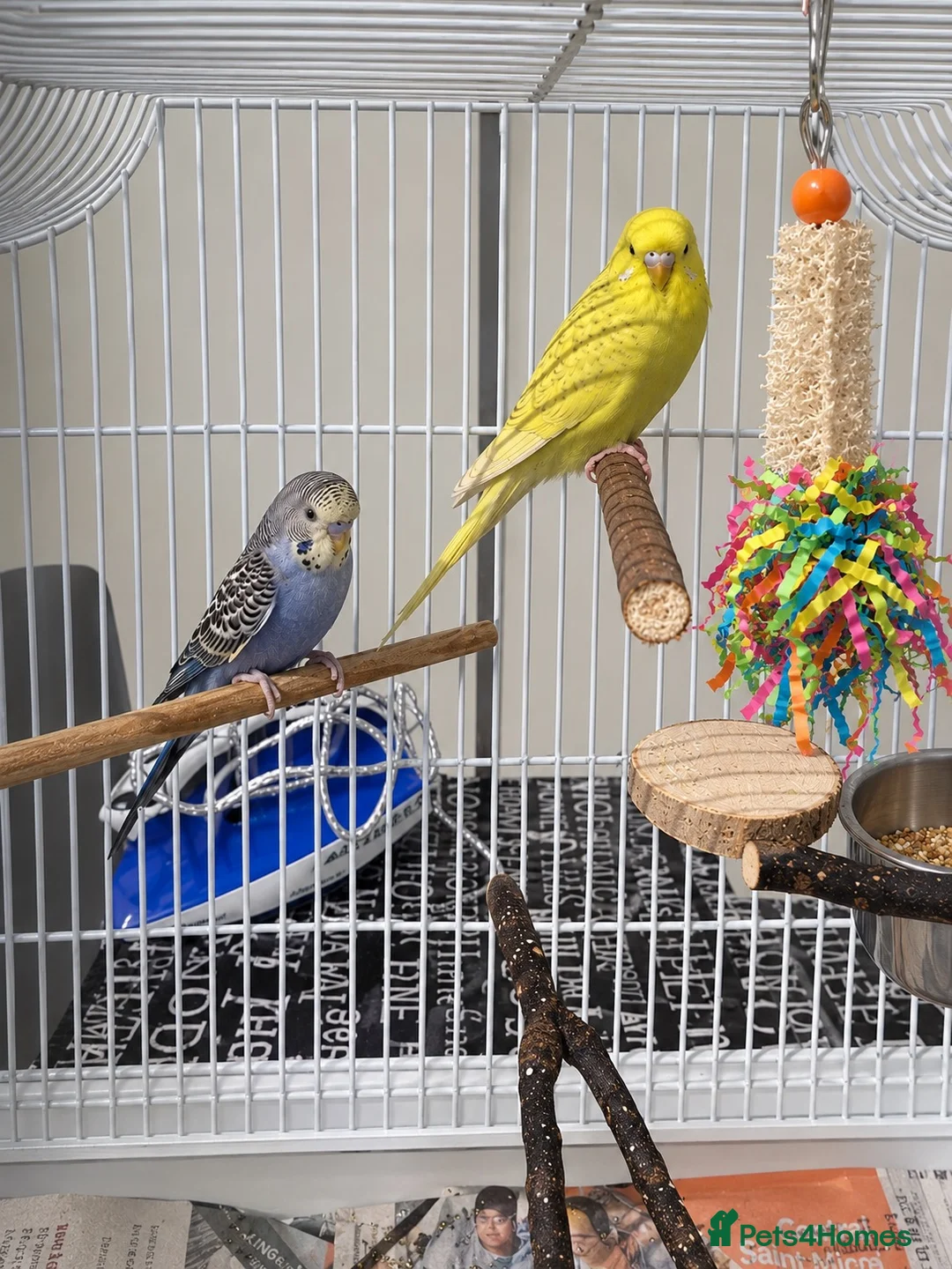 Budgerigars birds for sale: 2 beautiful budgies in Oldbury - Advert 2