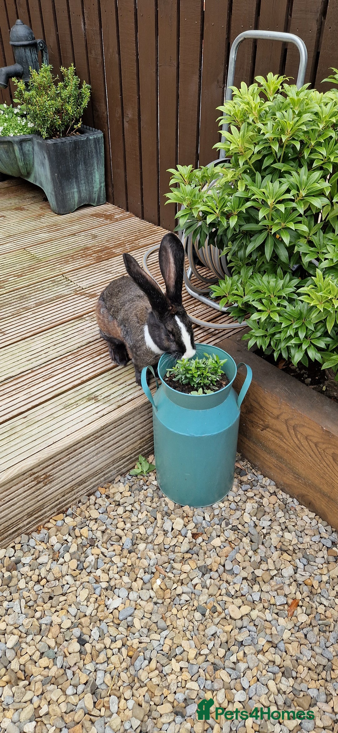 Continental Giant rabbits for sale: Giant Continental Cross - Image 4