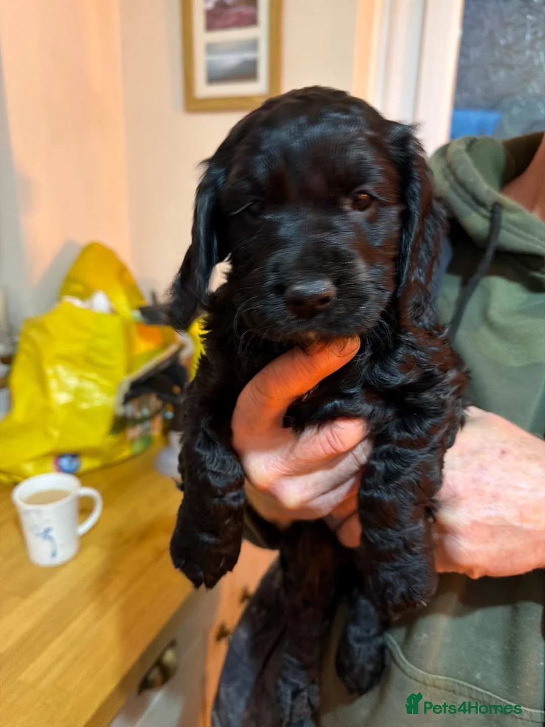 Cocker Spaniel dogs for sale: Quality working cocker spaniel pups - Advert 2