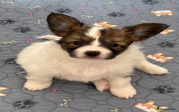 Papillon dogs for sale: Beautiful KC registered papillon puppies for sale - Image 7