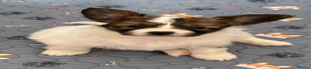 Papillon Puppy 1