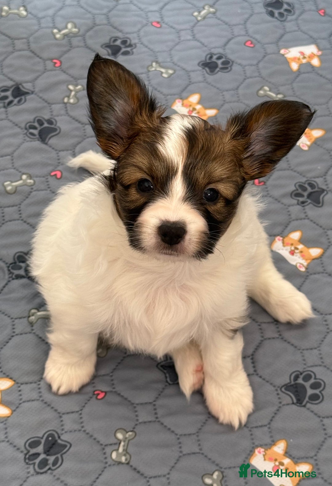 Papillon dogs for sale: Beautiful KC registered papillon puppies for sale - Image 7
