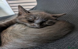 Ragdoll cats for sale: Cross breed ragdoll kittens  - Image 21
