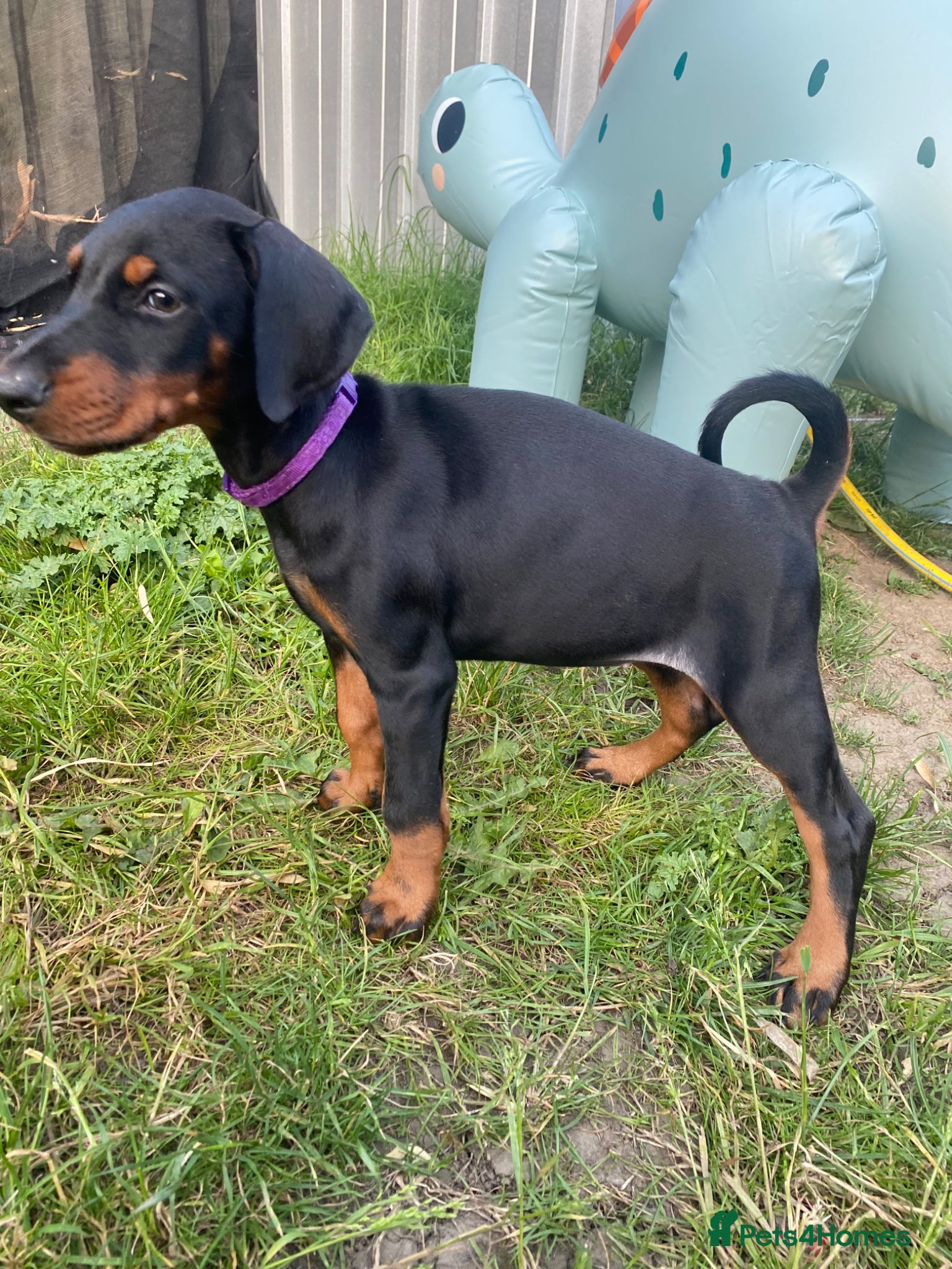 Dobermann dogs Ready now Kc Health tested Black & Tan girls  - Advert 2