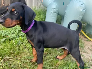 Dobermann dogs Ready now Kc Health tested Black & Tan girls - Advert 2