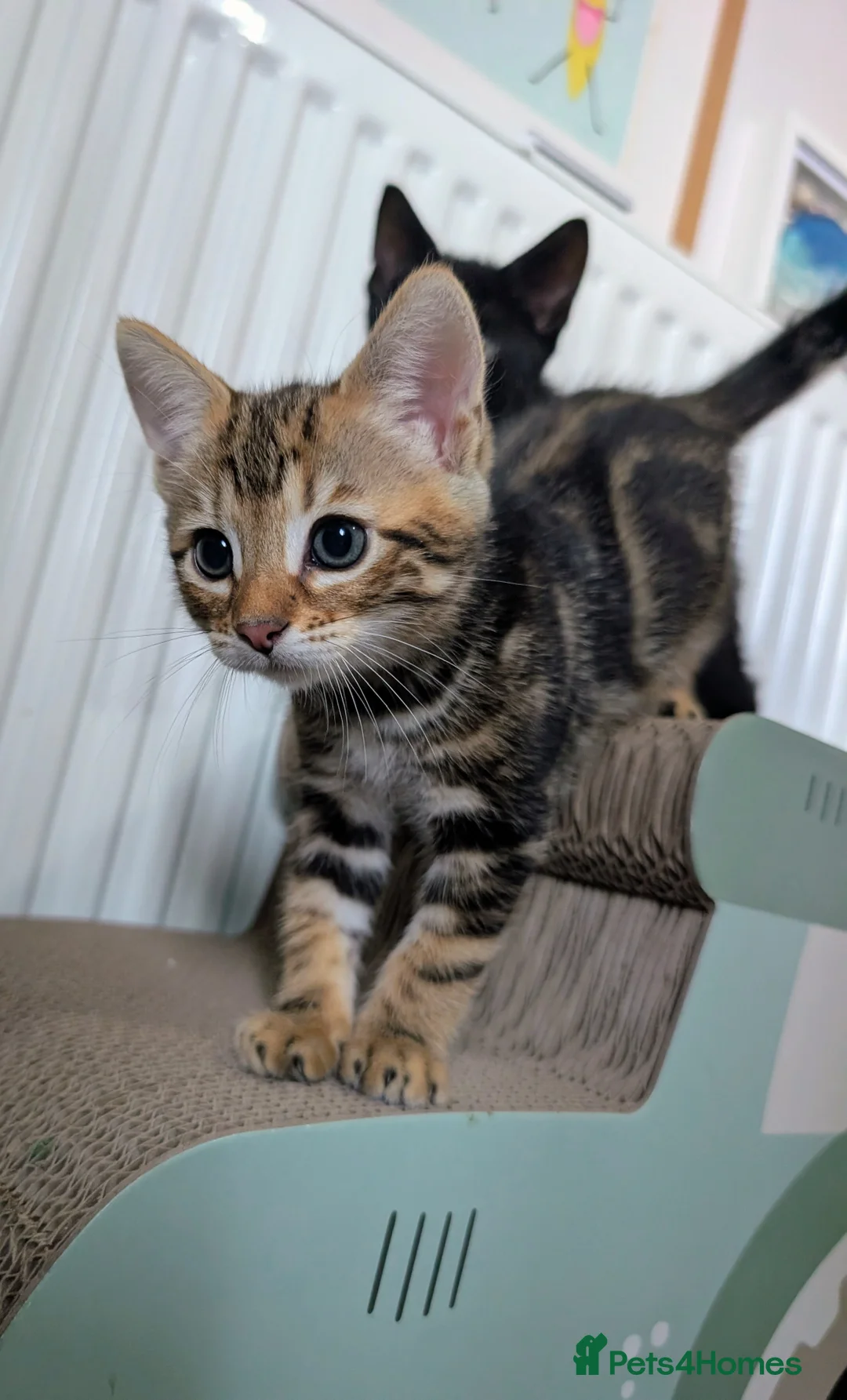 Mixed Breed cats for sale: Bengal mix kittens - Advert 2