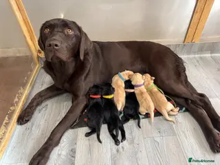 Labrador Retriever dogs Labrador puppies for sale - Advert 4
