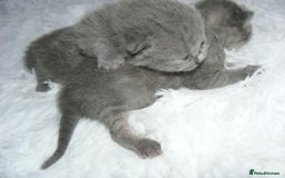 British Shorthair cats for sale: Pedegree British Blue + Tabby Shorthair Kittens - Image 10