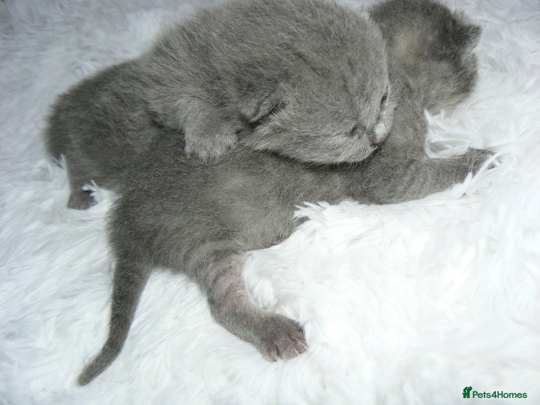 British Shorthair cats for sale: Pedegree British Blue + Tabby Shorthair Kittens - Image 10