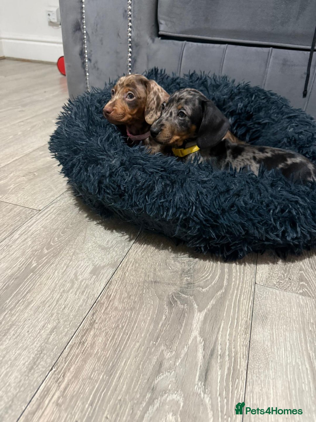 Miniature Dachshund dogs for sale: 8 Week Old Miniature Dachshund Puppies  - Advert 12