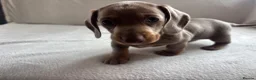 Miniature Dachshund dogs for sale: Miniature dachshund  - Advert 26