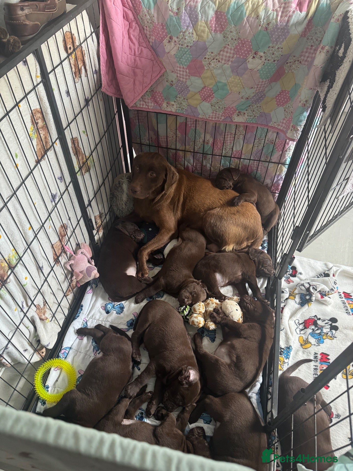Labrador Retriever dogs Chunky chocolate Labrador puppies  - Advert 2