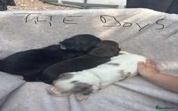 Cocker Spaniel dogs for sale: Merl cocker spaniel puppies  - Image 15