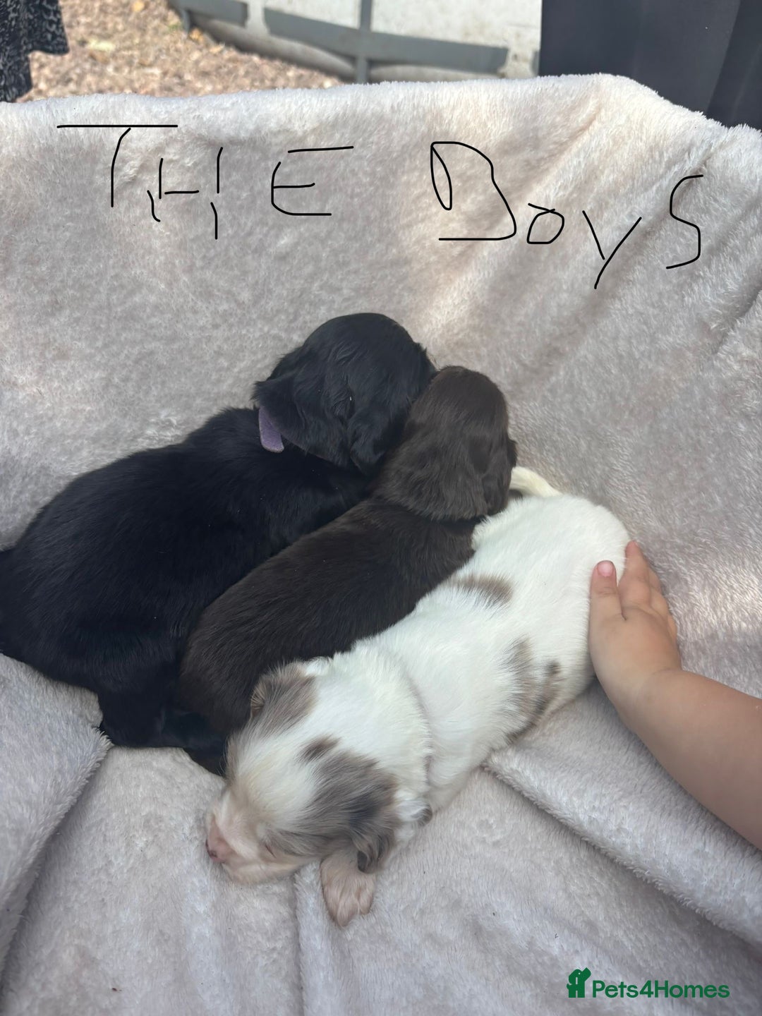 Cocker Spaniel dogs for sale: Merl cocker spaniel puppies  - Image 15