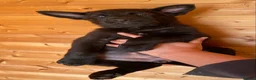 German Shepherd dogs for sale: Working Line German Shepherd Puppies - Cornwall in Hayle - Advert 3