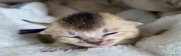 Abyssinian cats for sale: 🏆 TICA Registered Abyssinian Kittens in Chatham - Advert 5