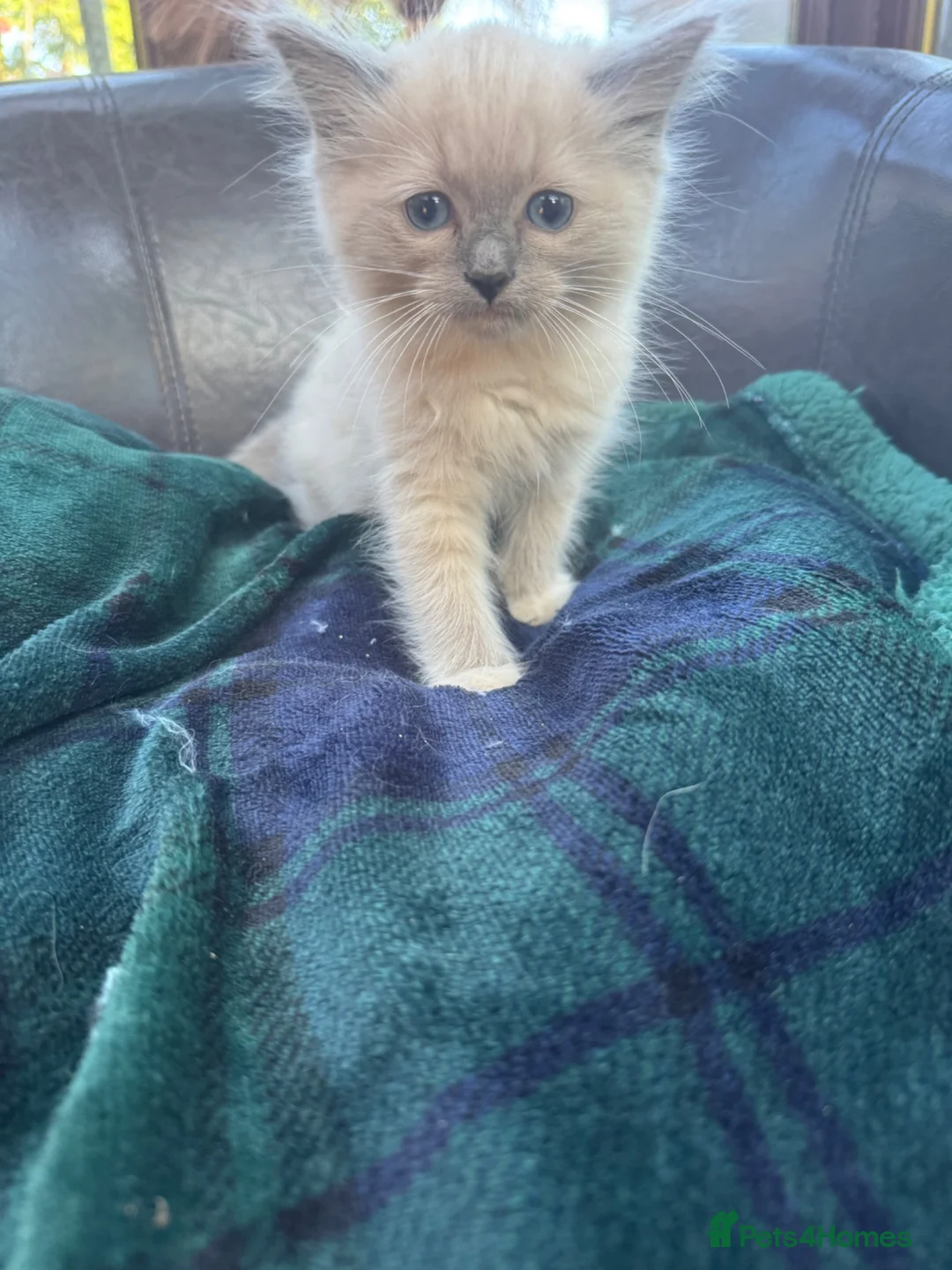 Ragdoll cats for sale: Blue point kittens - Advert 1