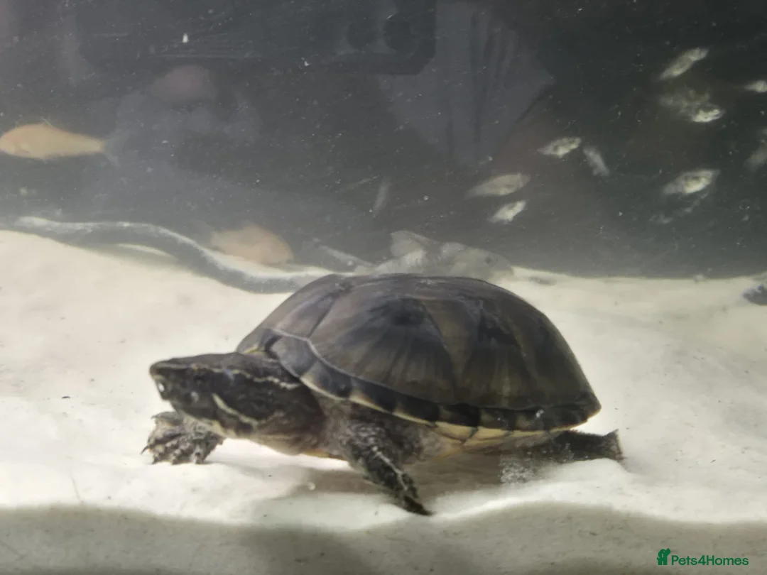 Other/Mixed Breed fish for sale: Fluvel fish tank complete set up  - Advert 9