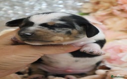 Miniature Dachshund dogs for sale: KC Miniature Dachshund Puppies - Image 7