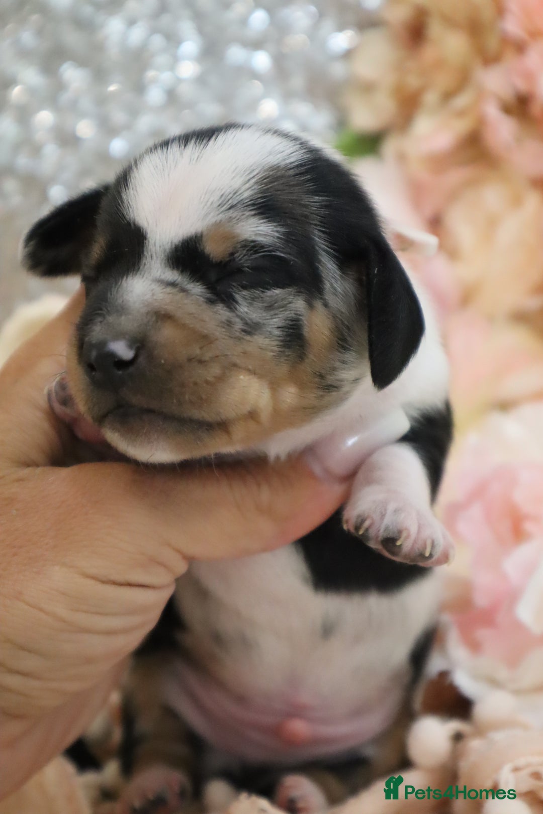 Miniature Dachshund dogs for sale: KC Miniature Dachshund Puppies - Image 7
