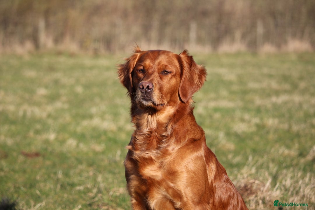 Golden Retriever dogs for sale: Dark Red Kc Registered Golden Retriever Puppies - Image 33
