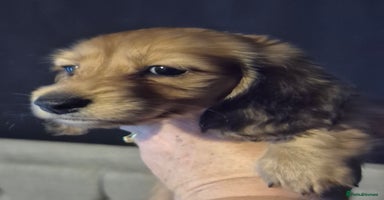 Miniature Dachshund dogs - Advert 3