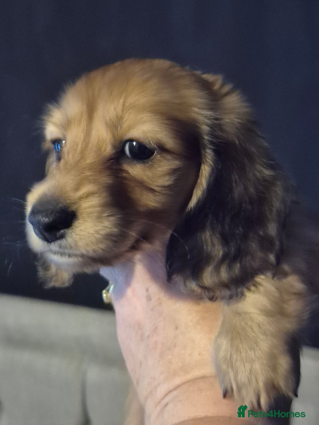 Miniature Dachshund dogs for sale: Miniature dachshunds Long haired cream KC reg  - Image 11