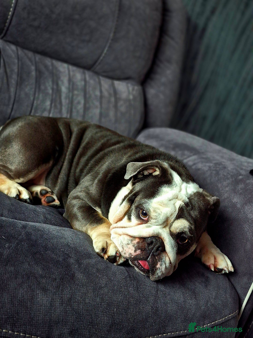 English Bulldog dogs for sale: English bulldog  - Image 3