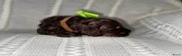 Cockapoo dogs for sale: Gorgeous F1 cockapoo puppies  - Advert 19