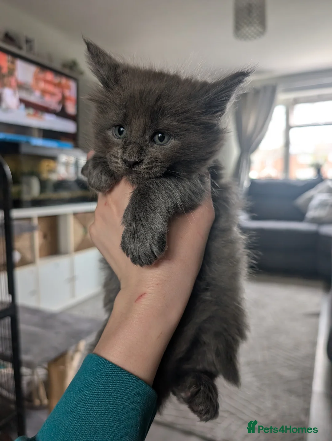 Maine Coon cats for sale: Beautiful chunky mainecoon kittens - Advert 7