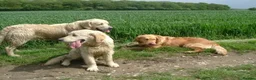 Golden Retriever dogs for sale: Champion Line Pedigree Golden Retriever Puppies - Advert 3