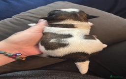 Shih Tzu dogs for sale: Shih tzu pups  - Image 7