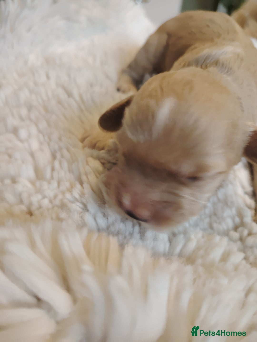 Cavapoo dogs for sale: Stunning tri coloured teddy bear Cavapoos x 6  - Advert 11