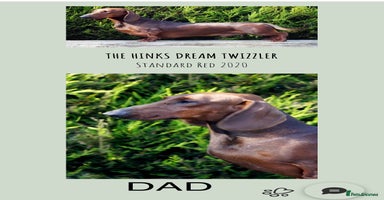 Dachshund dogs - Advert 11