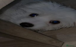 Maltese dogs for sale: Maxie - Image 1