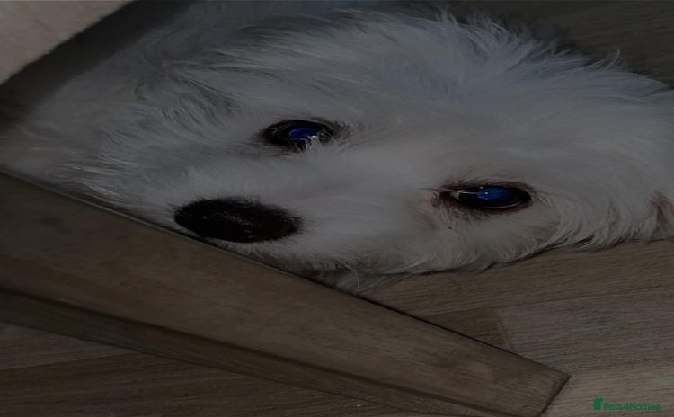 Maltese dogs - Advert 5