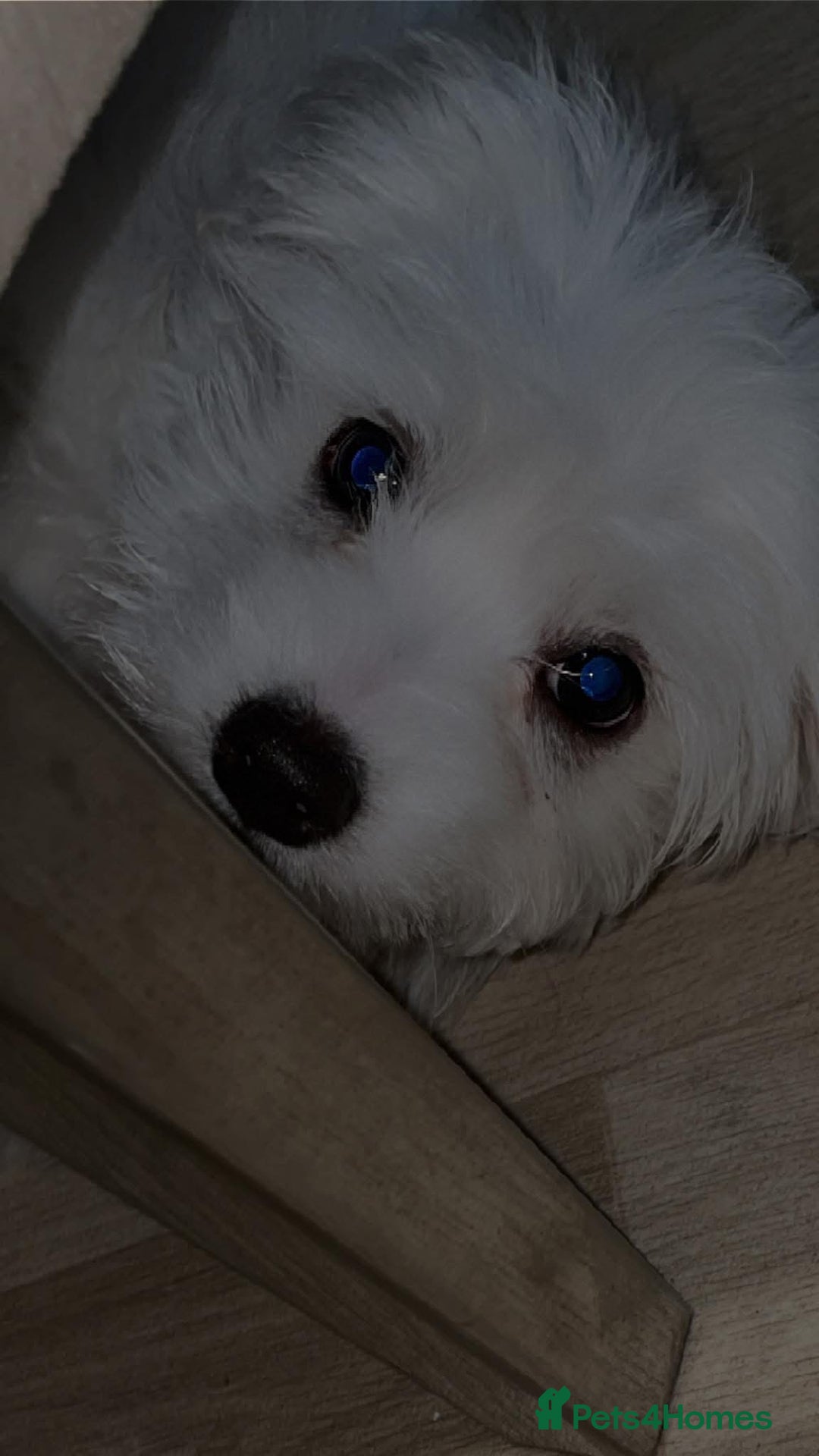Maltese dogs for sale: Maxie - Image 1