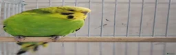 Mixed Breed birds for sale: Budgies  - Advert 3