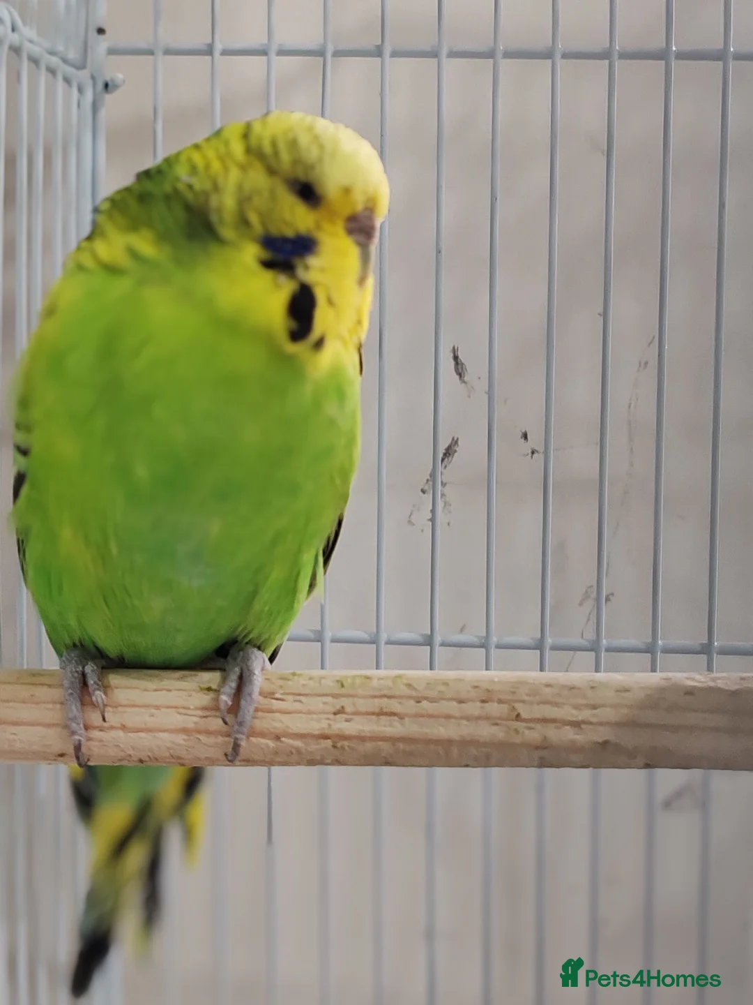 Mixed Breed birds for sale: Budgies  - Advert 3