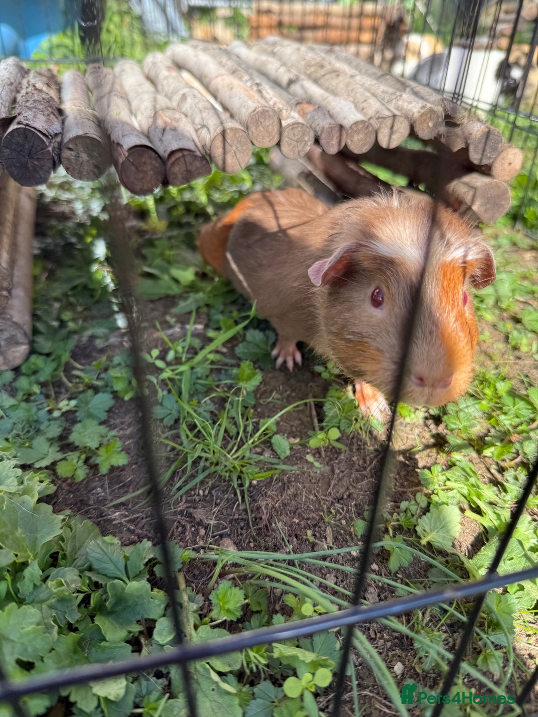 Guinea Pig rodents for sale: Baby Guinea pigs for sale 2 females 4 males  - Image 2