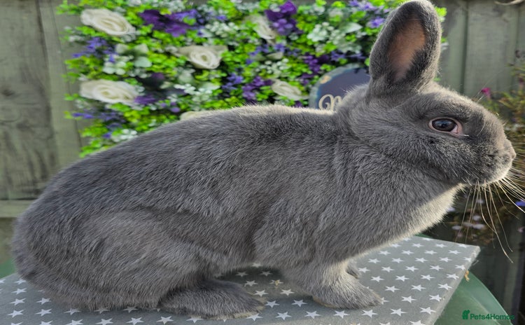 Mixed Breed rabbits - Advert 1