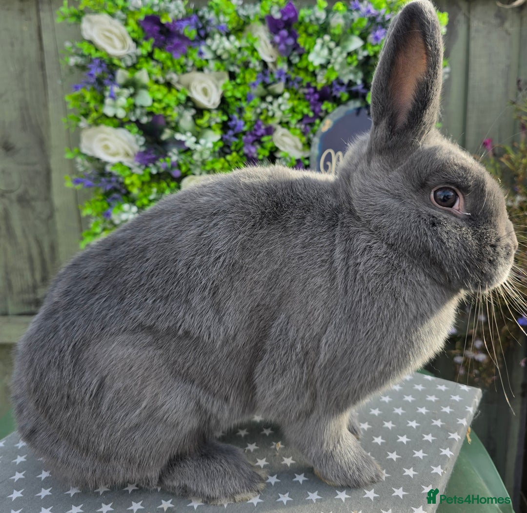 Mixed Breed rabbits for sale: Purebred Holicers - Image 1