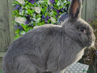 Mixed Breed rabbits - Advert 6